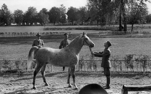 Ogier półkrwi arabskiej „Trzos”. Widoczni m.in. Hans Fellgiebel i techniczny asystent komendanta Tadeusz Marchowiecki (fot. NAC)